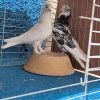 کفتر‌ پرشی اصیل کاشان
