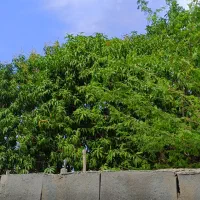 200متر-زمین-باغی-سیرچ
