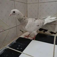طوقی سیاه سرور|پرنده|مشهد, کوه سنگی|دیوار