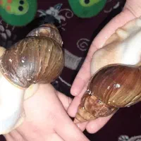 حلزون تخم گزار نژاد اچاتینا