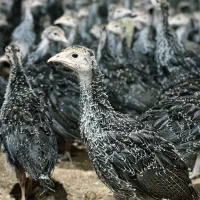 نیمچه بوقلمون سینه پهن ۳۰ روزه برنز آمریکایی