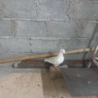 کبوتر|پرنده|سوسنگرد, |دیوار