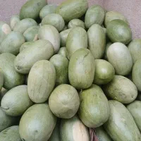 هندوانه ساکاتا با گارانتی