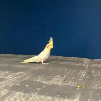 جوجه عروس لوتینو و طوسی|پرنده|قزوین, |دیوار