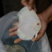 ماهی و آکواریوم