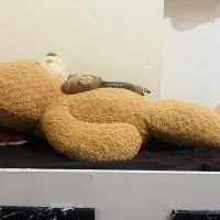 خرس بزرگ|اسباب‌بازی بچه|دهدشت, |دیوار