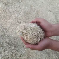 کاه لوبیا درجه یک قرمز