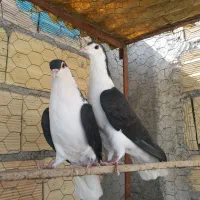 سیاه خوشرنگ|پرنده|میانه, |دیوار