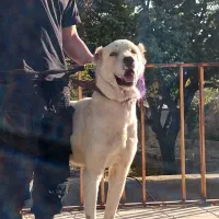 واگذاری افغان