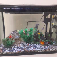 آکواریوم و ماهی و لوازم|ماهی|قروه, |دیوار