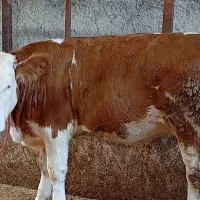 دو راس گوساله سیمینتال ماده و نر امریکایی|حیوانات مزرعه|قائم‌شهر, |دیوار