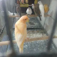 قناری همه رنگ خانگی با کیفیت