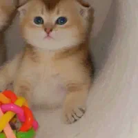 اسکاتیش طلایی