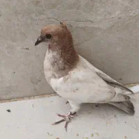 کبوتر بلژیکی