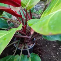 انواع گلهای اپارتمانی فروش بدلیل تغییر شغل|گل و گیاه طبیعی|لاهیجان, لیالستان|دیوار