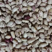 لوبیا چیتی