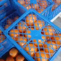 پرتغال تامسون