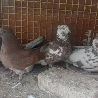 دو جفت کفتر اس وبدون عیب