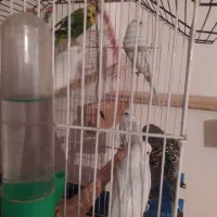 مرغ عشق رنگ خاص جفتای شیش تخمه