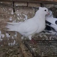 کفتر سفید مهر