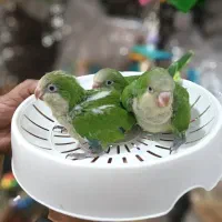 سرلاکی راهب شاه طوطی کوتوله گرینچیک عروس|پرنده|خمینیشهر, |دیوار