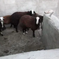 بره ماده اصل چالی