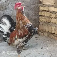 مرغ و خروس گلین اصیل|حیوانات مزرعه|اصفهان, نصرآباد|دیوار