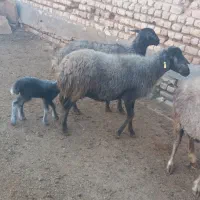 میش بره دار|حیوانات مزرعه|قم, ولیعصر|دیوار