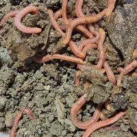 میلورم ،کرم خاکی ،میلورم