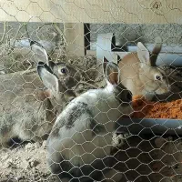 خرگوش|موش و خرگوش|برخوار, |دیوار