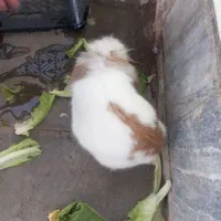 خرگوش خوشگل|موش و خرگوش|ملایر, |دیوار