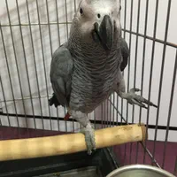 خریدار انواع کاسکو شاه طوطی ملنگو کاکادو آرا راهب