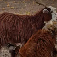 تروشت محلی قرمز بلوچی