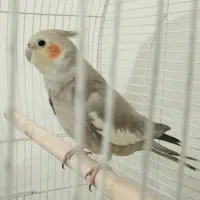 پرنده|پرنده|قدس, شهر‌قدس|دیوار