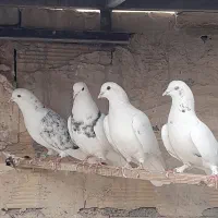 کبوتر پرشی بشرط