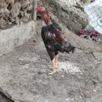 فروش مرغ و خروس لاری اصل و نسب دار|حیوانات مزرعه|سردشت, |دیوار