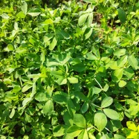 یونجه|خدمات باغبانی و درختکاری|دهدشت, |دیوار