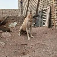 3 قلاده سگ سرابی|سگ|قم, آزادگان|دیوار