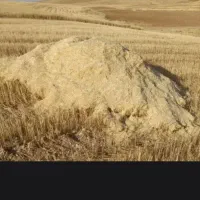 کاه گندم دیم