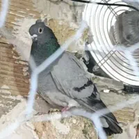 تعدادی ماده قشنگ و هوایی|پرنده|دورود, |دیوار