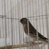 مداد ودفتر معاوضه دارم