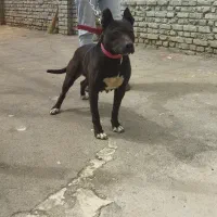 واگذاری میکس پیتبول و کن کورسو