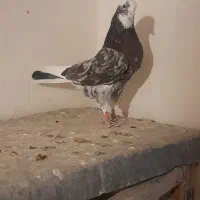 کبوتر  پرشی