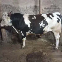 حیوانات|حیوانات مزرعه|خواجه, |دیوار