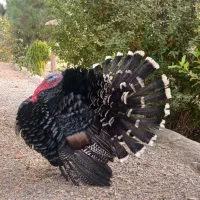 بوقلمون نر و ماده