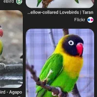 طوطی  سرلاکی