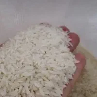 برنج هاشمی درجه یک تک الک
