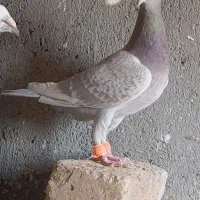 جفت قورگی سوسکی نر فروشی