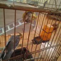 عروس هلندی|پرنده|تهران, مختاری|دیوار