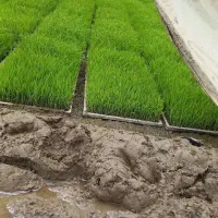 توم تازه و درجه یک علی کاظمی